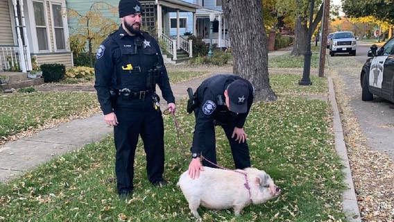 Bringing home the bacon: Suburban police capture runaway pig