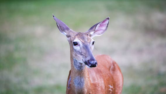 First deer legally harvested by a hunter in Chicago during modern time