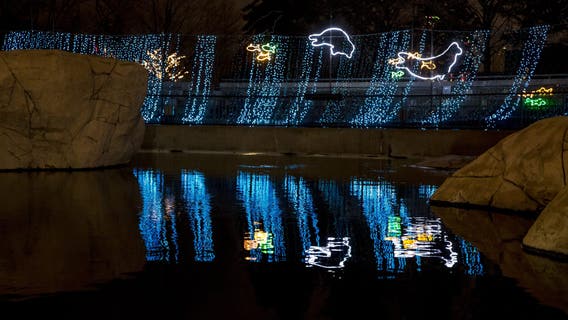 Lincoln Park ZooLights opens with 11 free nights in November and December