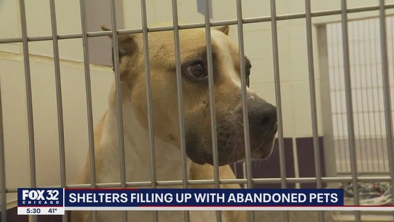 Disturbing Cook County trend: Owners of dogs adopted during pandemic abandoning their pets