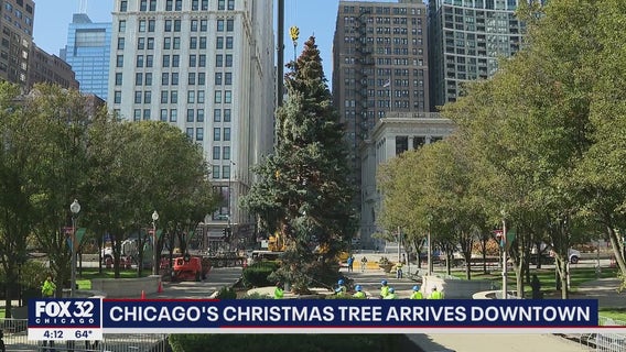 Chicago's Christmas tree officially arrives downtown