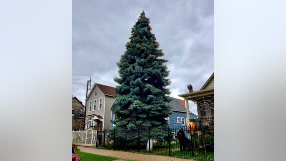 Chicago's official Christmas tree donated by Logan Square family