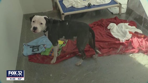 PAWS Chicago Medical Center opens in Little Village