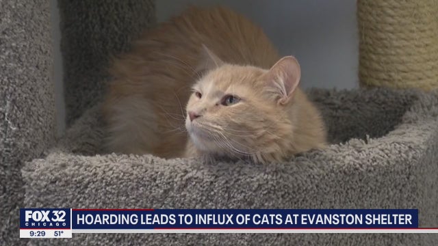Evanston animal shelter overcrowded with cats offering 2-for-1 deal