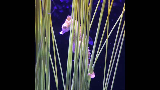 Brookfield Zoo video shows male dwarf seahorse giving birth to 9 babies