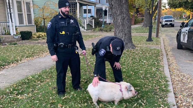 Bringing home the bacon: Suburban police capture runaway pig
