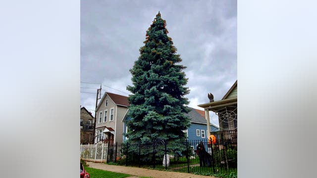 Chicago's official Christmas tree donated by Logan Square family