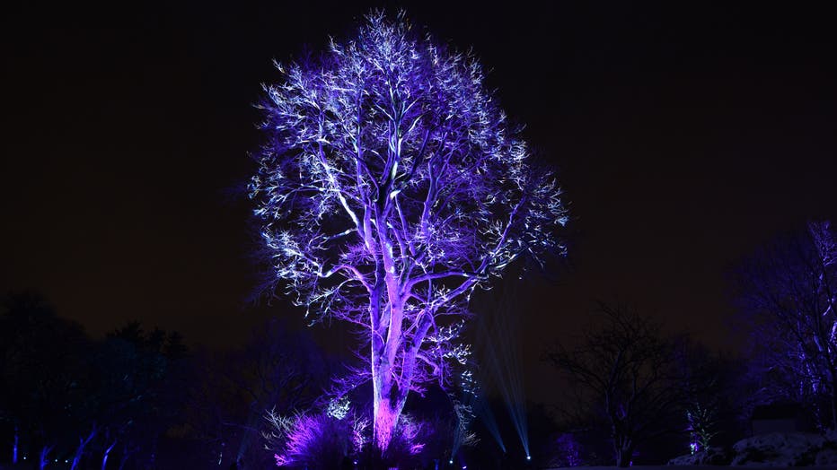Looking for exercise and holiday spirit? Morton Arboretum has ...