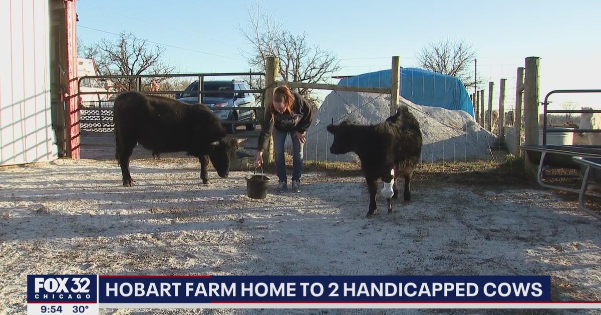 Two handicapped cows become friends at farm in northwest Indiana | FOX ...