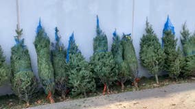 Dozens of Christmas trees donated to families in Chicago