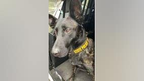 Suspect wanted by Orland Park, Chicago police apprehended by K-9