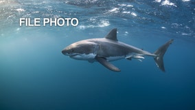 Shark attack leaves California surfer dead on Christmas Eve