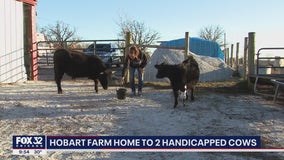 Two handicapped cows become friends at farm in northwest Indiana