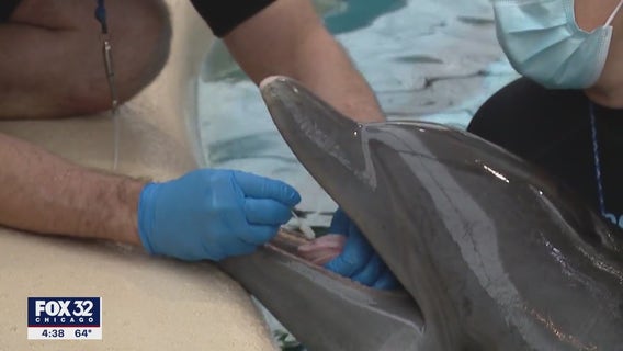Florida dolphin transferred to Brookfield Zoo for cancer treatment