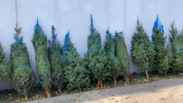 Dozens of Christmas trees donated to families in Chicago