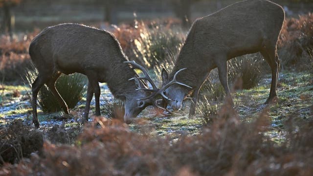 3 Illinois residents face criminal charges for poaching deer, bobcat and turkey