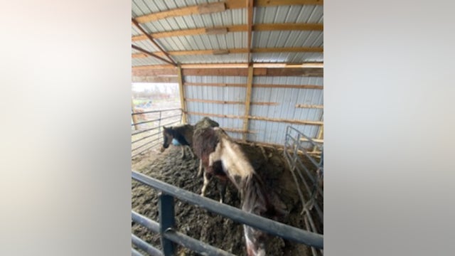Sauk Village man charged with animal cruelty after 3 neglected, starving horses were found