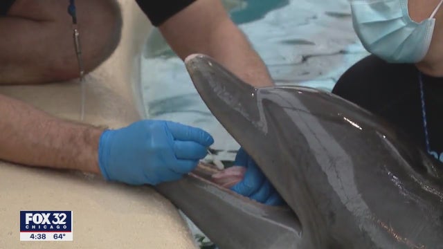 Florida dolphin transferred to Brookfield Zoo for cancer treatment