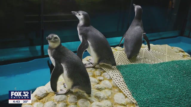 Chicago's Shedd Aquarium introduces 4 new penguins to colony
