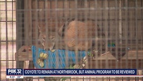 Domesticated coyote will remain living at Cook County forest preserve despite efforts to move him