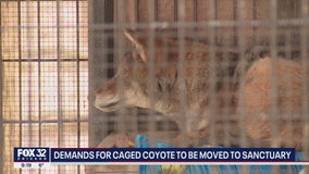 Controversy surrounds domesticated coyote living caged outside in Cook County