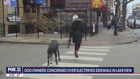 City receiving reports of dogs possibly being 'electrically shocked' while walking on Lake View sidewalk