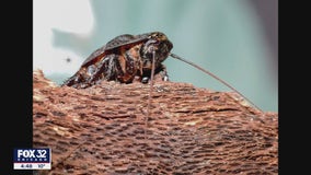 Brookfield Zoo brings back Valentine's Day tradition of allowing people to name cockroaches after their exes