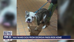 Lockport police sergeant giving lost dog from Georgia a ride back home