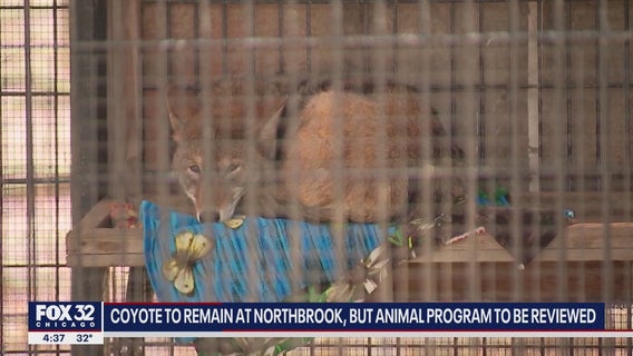 Domesticated coyote will remain living at Cook County forest preserve despite efforts to move him
