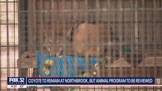 Domesticated coyote will remain living at Cook County forest preserve despite efforts to move him