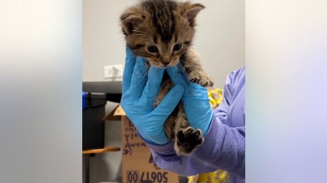 PAWS Chicago finds box of abandoned kittens outside shelter