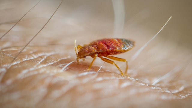 Chicago takes top spot on bed bug cities list – again