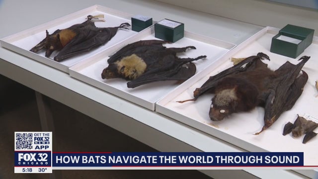 Chicago researchers help discover how some bats evolved differently