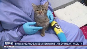 Miraculous recovery for kitten at PAWS Chicago's Medical Center in Little Village
