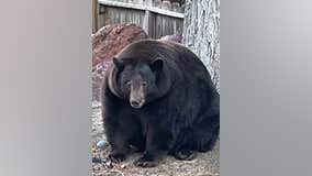 'Hank the Tank’: 500-pound black bear ransacks Lake Tahoe homes, evades authorities