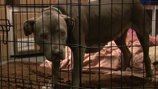 100,000 dogs and cats facing euthanasia as people return adopted pets to animal shelters