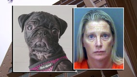 Girlfriend 'smiled' before throwing boyfriend's dog off 7th floor balcony in Clearwater Beach