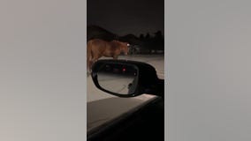 Video shows horses roaming streets of Orland Park