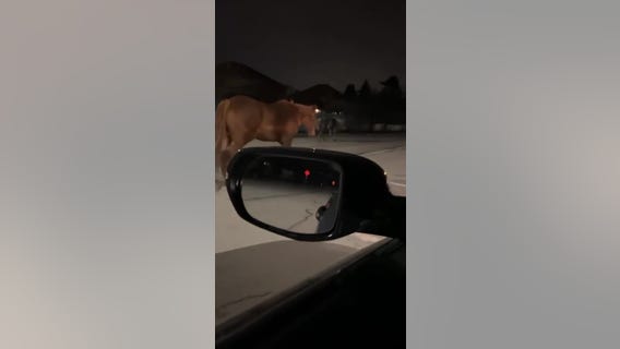Video shows horses roaming streets of Orland Park