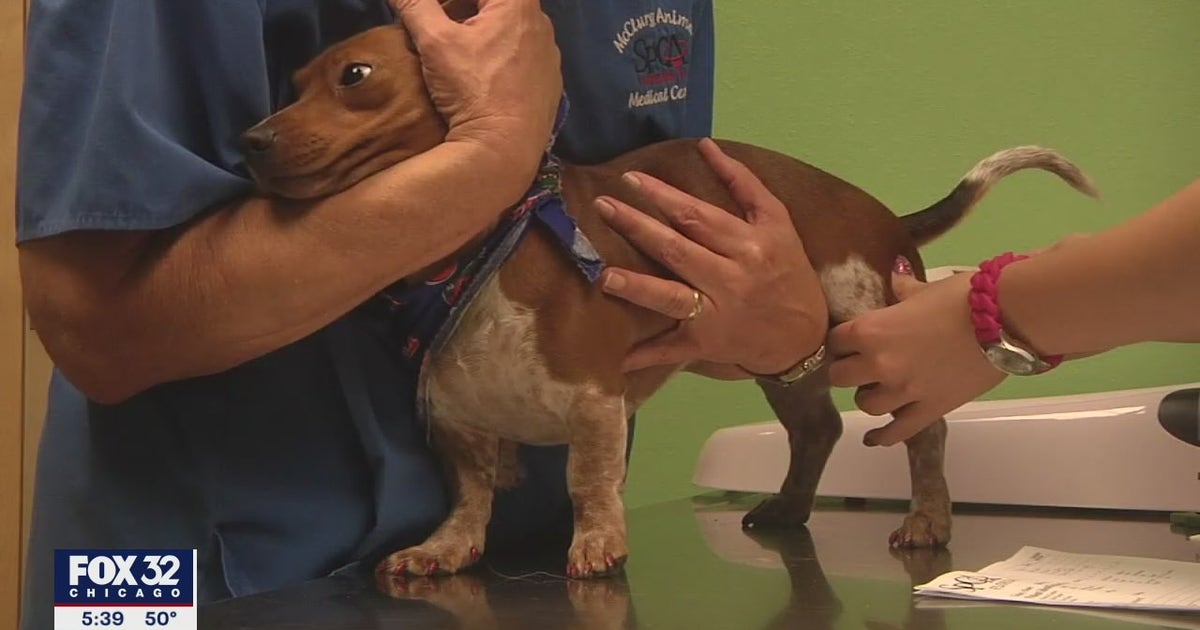 Cook County Rabies Protocol Cook County kicks off rabies vaccine and microchip clinics | FOX 32 Chicago