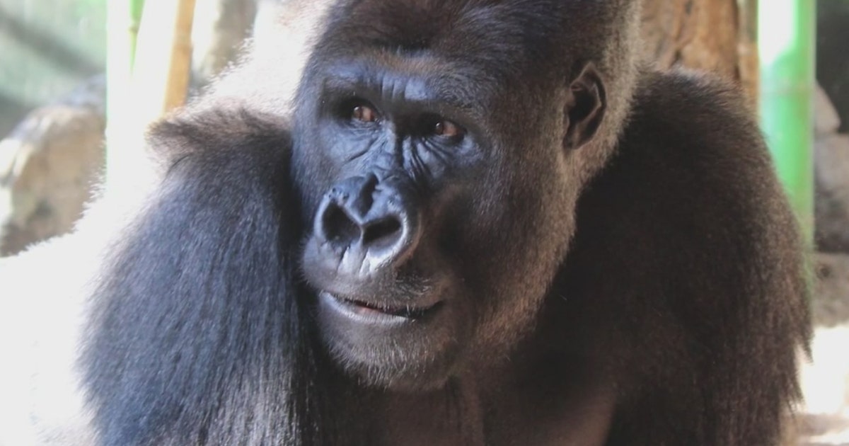 gorilla-amare.jpg?ve=1&tl=1