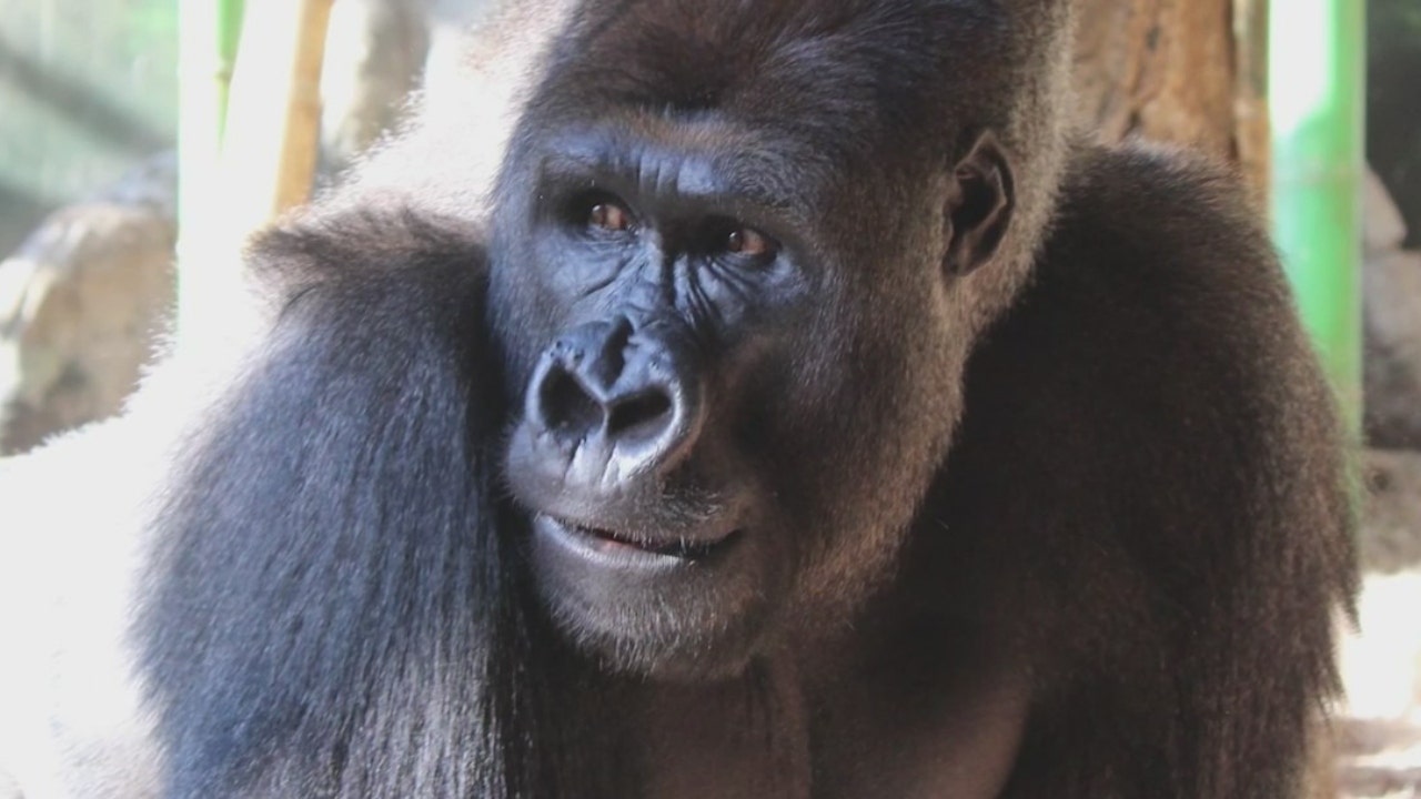 Teen gorilla at Chicago's Lincoln Park Zoo getting distracted by