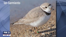 Piping Plover spotted at South Side Chicago beach