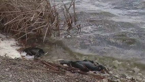 More than 200 birds found dead at Barrington lake amid avian flu outbreak