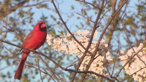 Chicago's cherry blossoms are just days away from full bloom