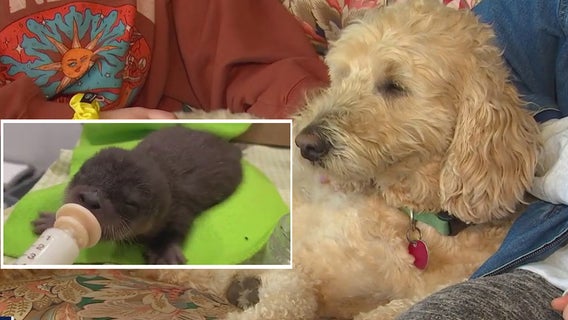 Dog fighting cancer rescues orphan otter pup from St. Croix River