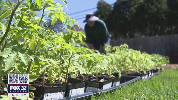 Chicago's 'Tomato Man' is back and bigger than ever