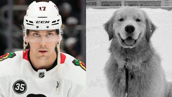 Chicago Blackhawk player’s celebrity golden retriever dies at 2