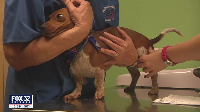 Cook County kicks off rabies vaccine and microchip clinics