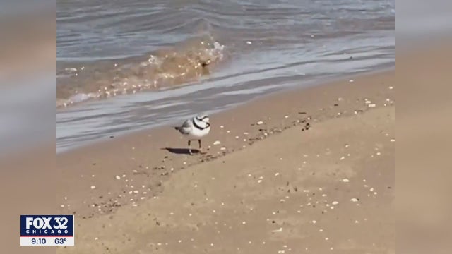 Cause of death revealed for Monty, beloved Chicago piping plover